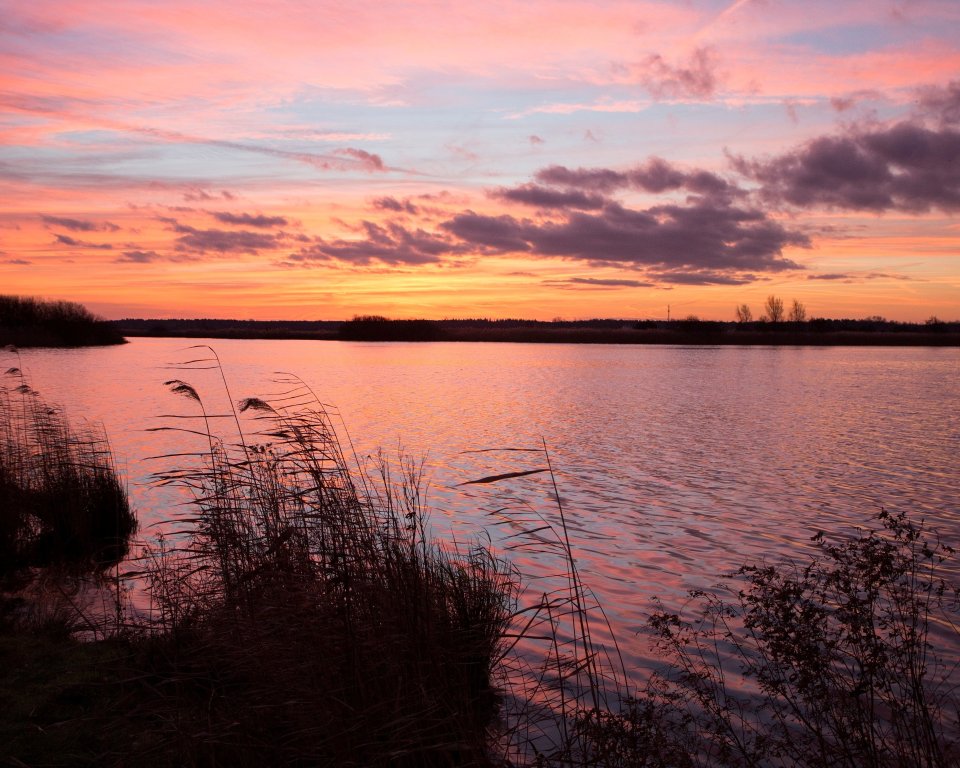 Ringselven