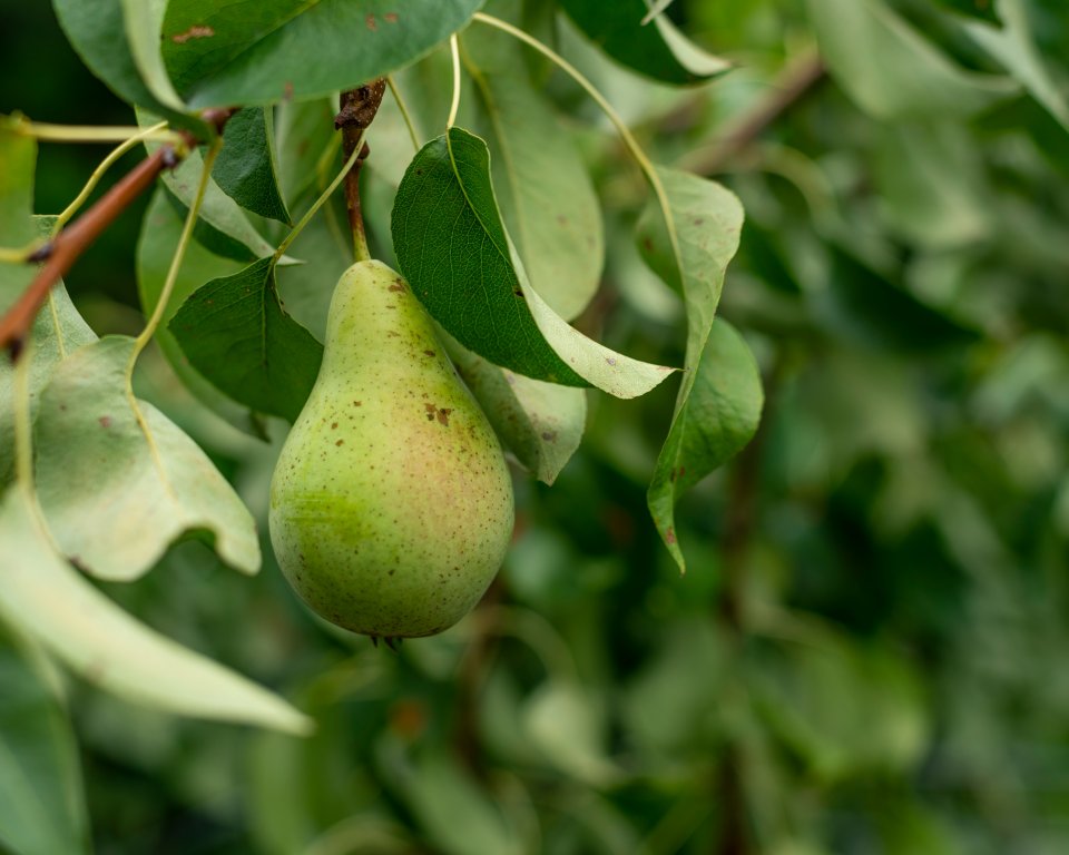 Perenboom