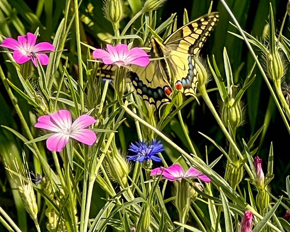 Foto bloemen en vlinder