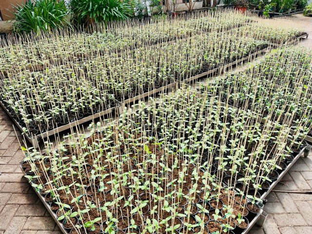 Een kas vol met stekken van zonnebloemen