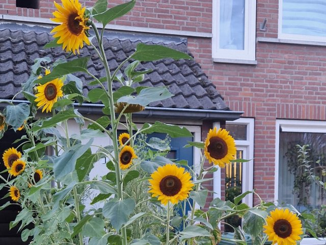 Zonnebloemen in bloei voor een woonhuis 