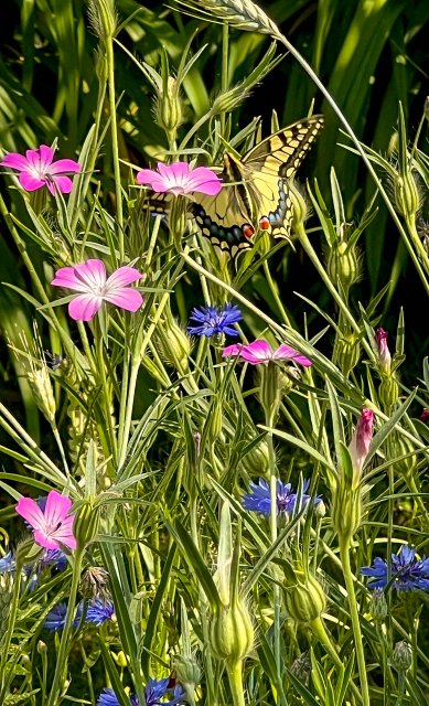 Foto bloemen en vlinder