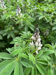 Afbeelding Lupine. Groene bladeren met witte bloemen in stengelvorm