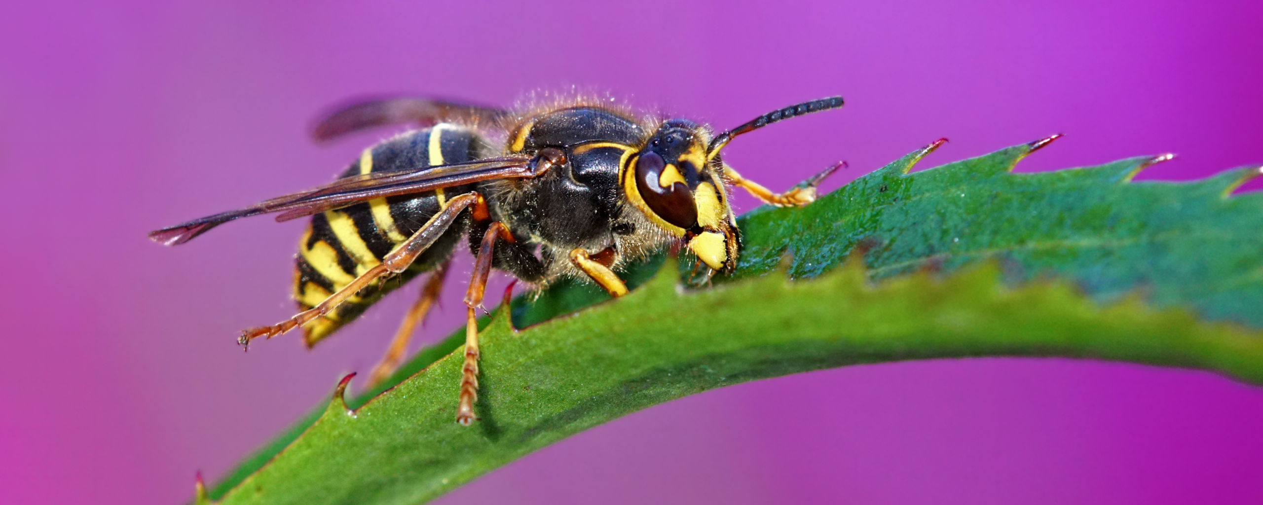 Foto van een Aziatische hoornaar op een blad
