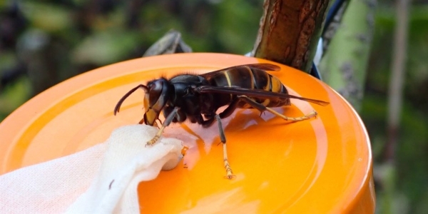 Foto van een Aziatische hoornaar