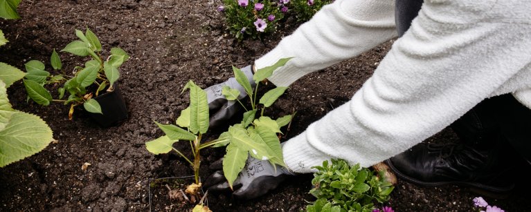Plantjes poten in het kader van het NK Tegelwippen