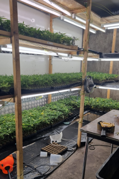 Foto van een deel van de aangetroffen hennepstekken in een rek