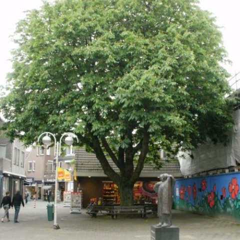 Beeld Anna Teruwplein met op achtergrond een grote boom