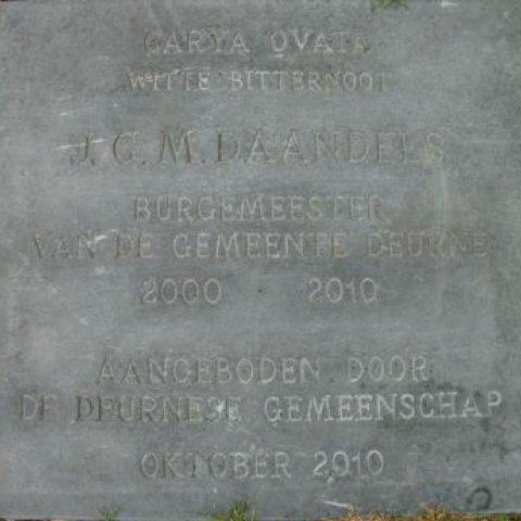 Close-up kunstwerk Herinneringsplaat planten van een witte bitternoot 2010, met de tekst zoals die staat onder 'Beschrijving'