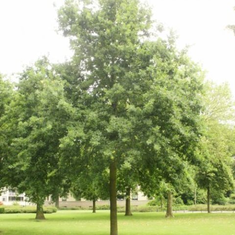 Eikenboom waar het hunstwerk Herinnneringsplaat planten van een zomereik 2000 in de grond ligt