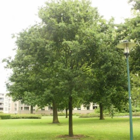 Eikenboom waar het kunstwerk Herinneringsplaat planten van een zomereik 2005 in de grond ligt