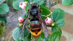 Foto van een Aziatische hoornaar in een struik