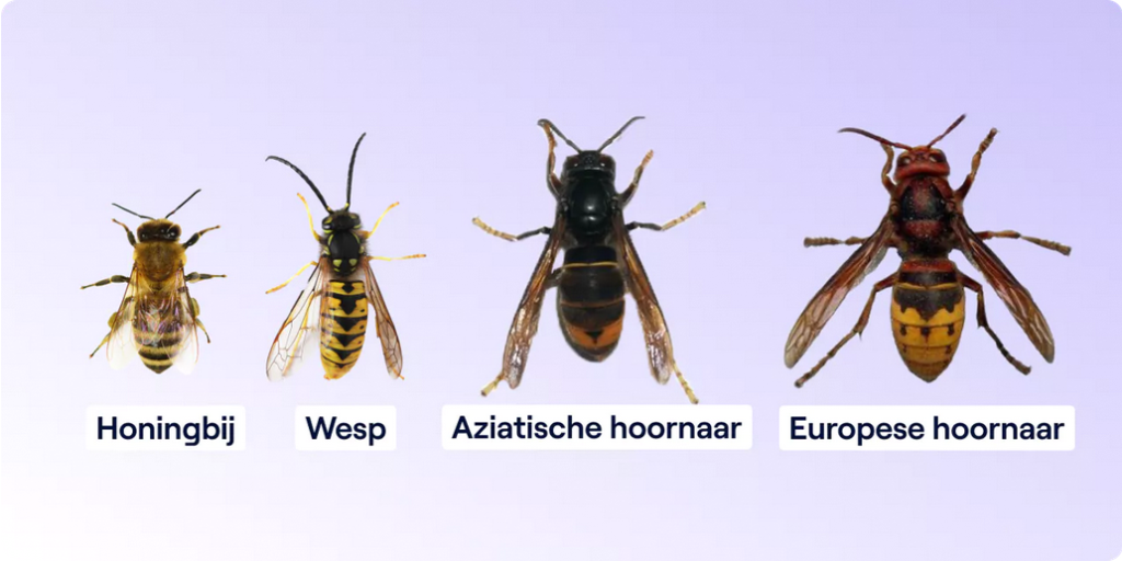 Afbeelding: honingbij, wesp, Aziatische hoornaar, Europese hoornaar
