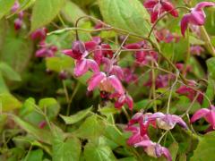 epimedium rubrum elfenbloem