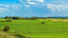 Platteland, gras, groen, bomen op achtergrond