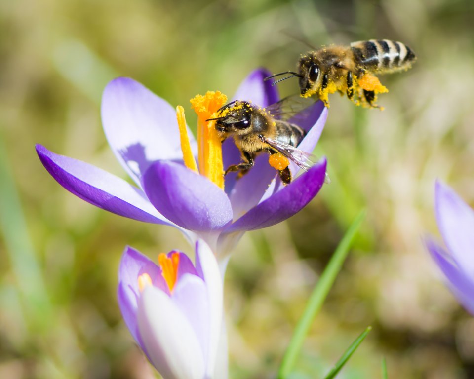 Bijen op een bloem