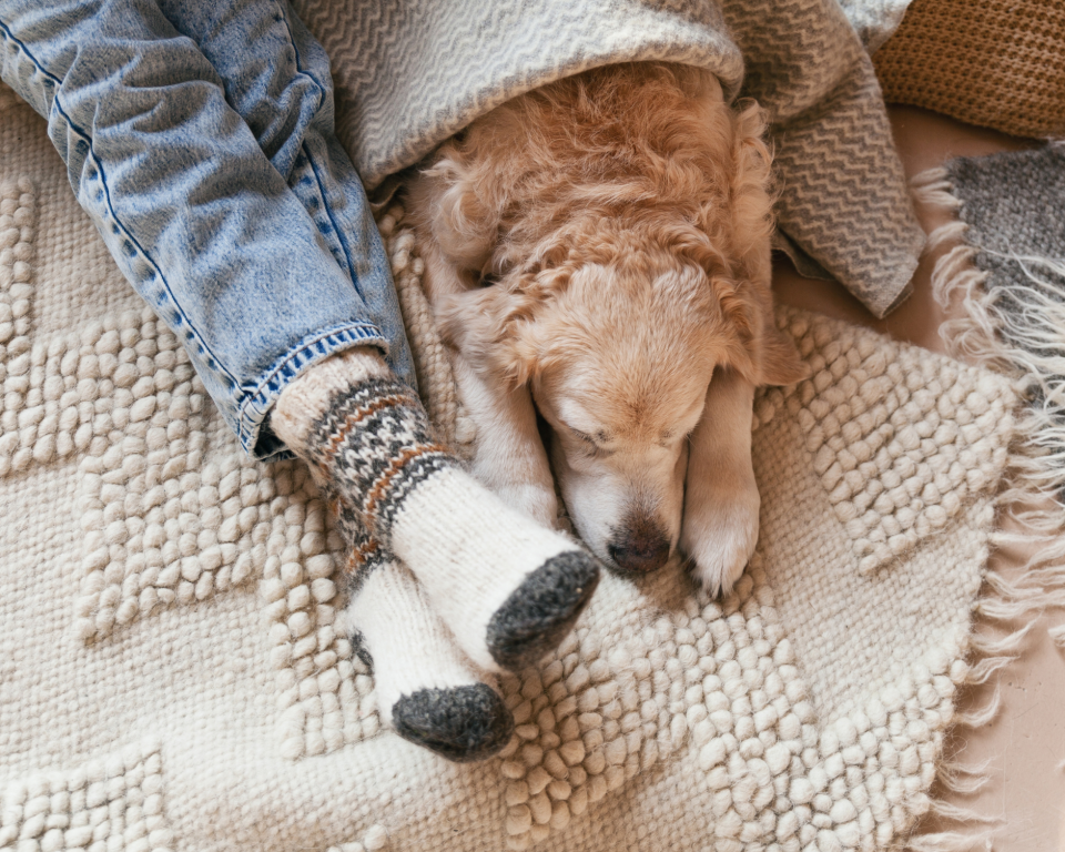 Hond en benen met deken, warme sokken en een kleed
