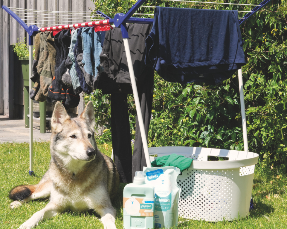 Een hond liggend bij een wasrek met was