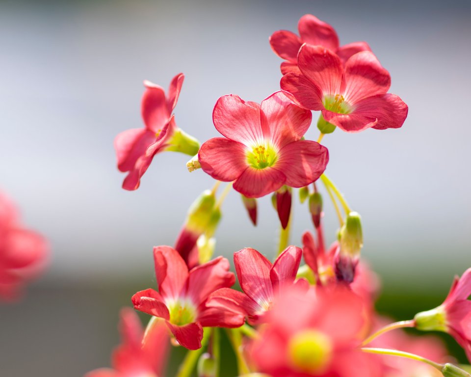 Geluksklavertjes bloemen