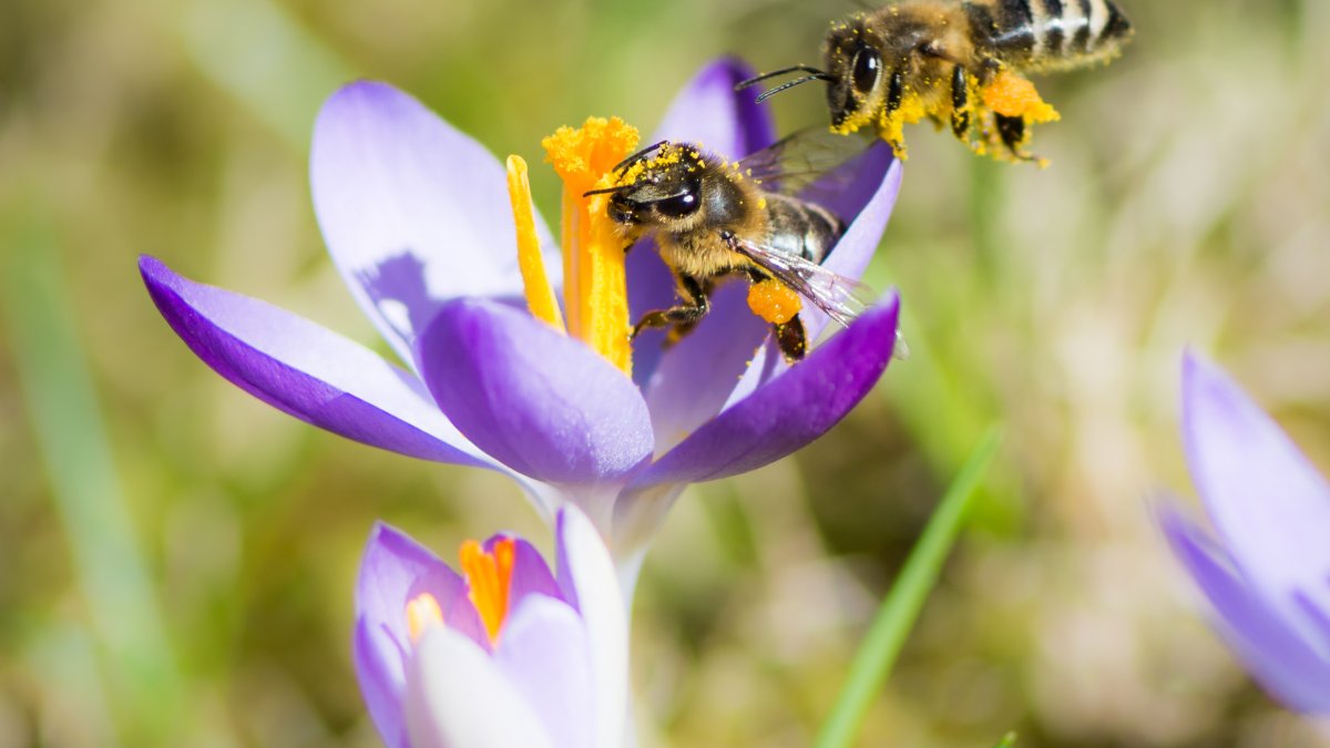 Maak kans op een biologisch bloembollenpakket