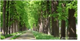 In het midden een laan met aan beide kanten beukenbomen in groen blad