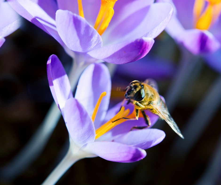 Bij op een bloem