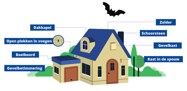 Huisvesting vleermuis: dakkapel, open plekken in voegen, boeiboord, gevelbetimmering, zolder, schoorsteen, gevelkast, kast in de spouw