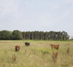 Foto koeien
