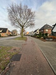 Overzicht van een gedeelte van de Wijnbergseweg met aan weerszijden woningen en een boom in het midden.