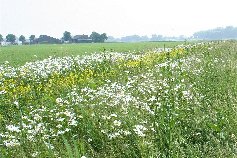 Bloemrijke akkerrand