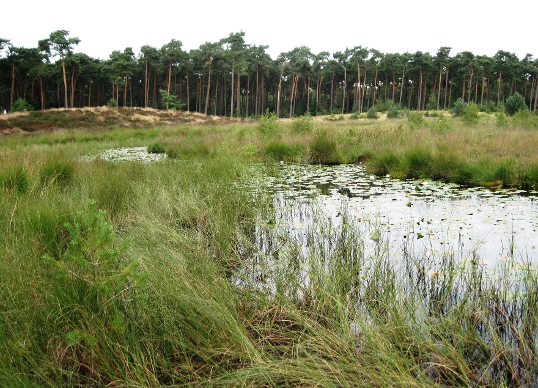 Groote Heide Leenderbos