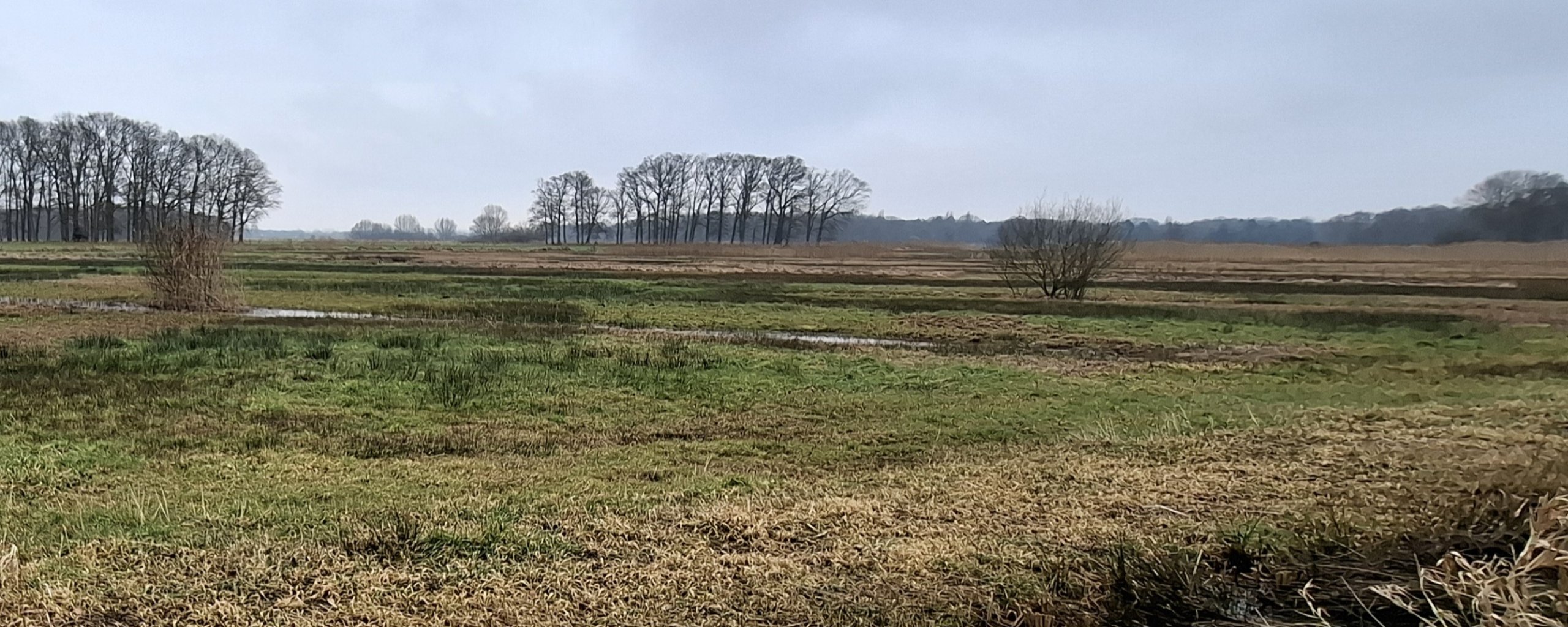 Natuurontwikkeling Helvoirts Broek