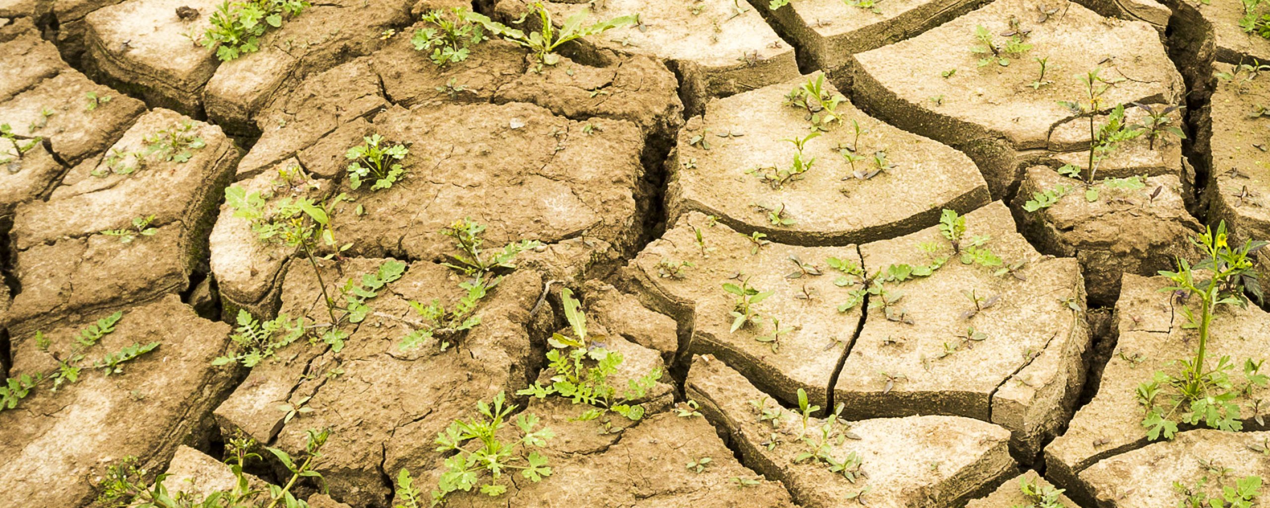 gescheurde aarde door droogte