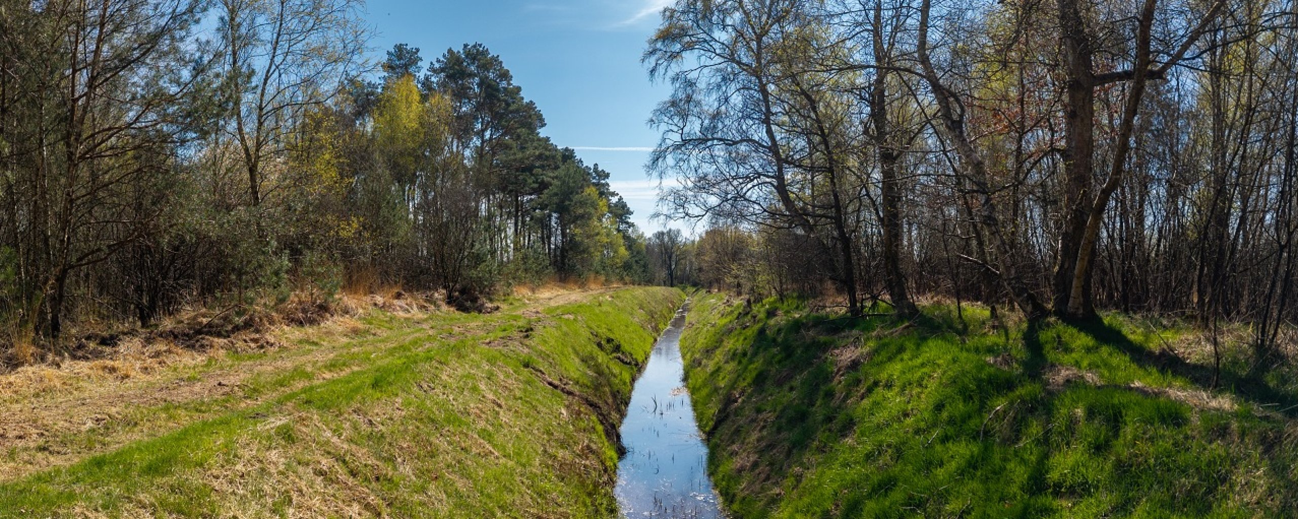 De goorloop omringd door bomen