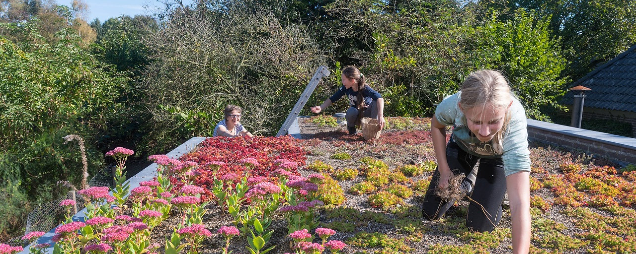 Je ziet twee tieners op het groene dak bezig om takjes en uitgebloeide bloemen te verwijderen. Hun oma staat op een ladder die tegen het dak aanstaat.