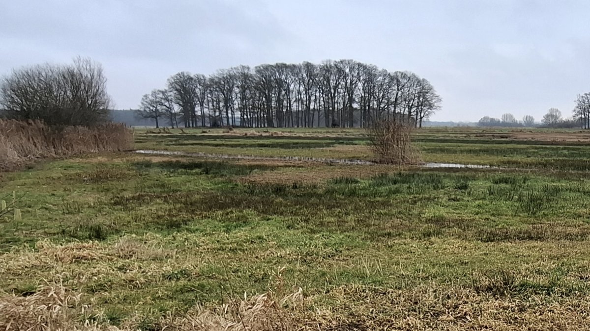 Natuurontwikkeling Helvoirts Broek