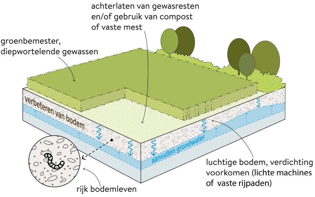 Luchtige en vitale bodem met organisch stofgehalte en bodemleven vergroot infiltratie en sponswerking en voorkomt afspoeling