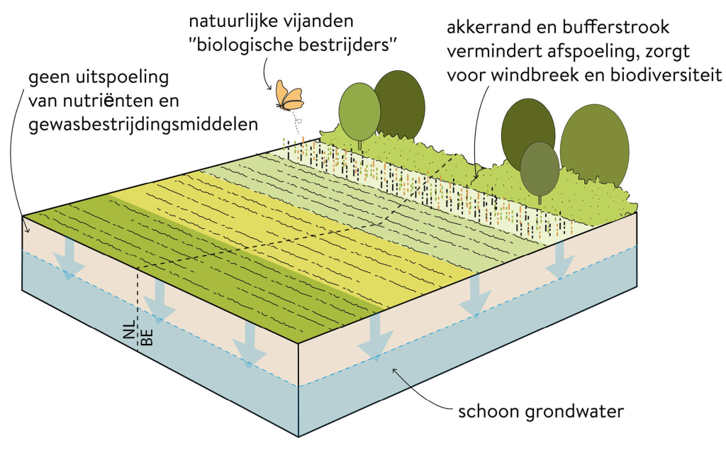 Schoon water, vervuilingsbronnen uitsluiten, uit- en afspoeling voorkomen met natuurlijke vijanden en akkerrand en bufferstrook