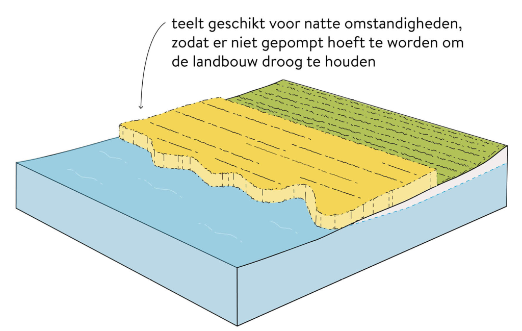 Teelt geschikt voor natte omstandigheden zodat er niet gepompt hoeft te worden om de landbouw droog te houden