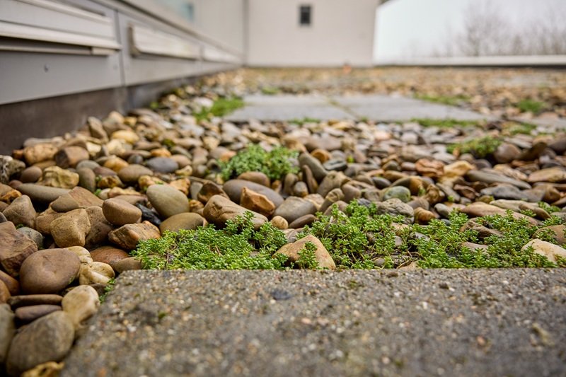 Dak beplant met wit vetkruid. Dit is een natuurlijk en betaalbaar alternatief voor een sedumdak. 