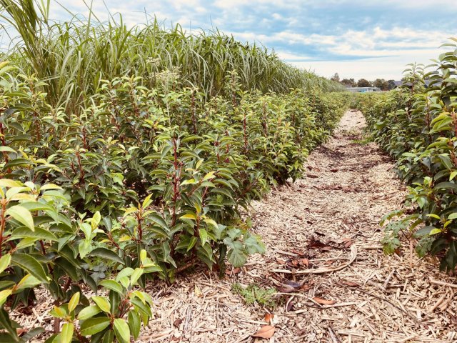 Plant genaamd Miscanthus