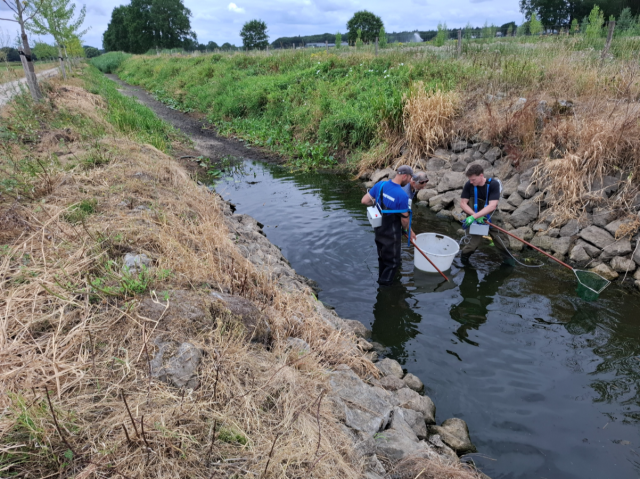 3 mannen redden vissen uit bijna droogvallend kanaal