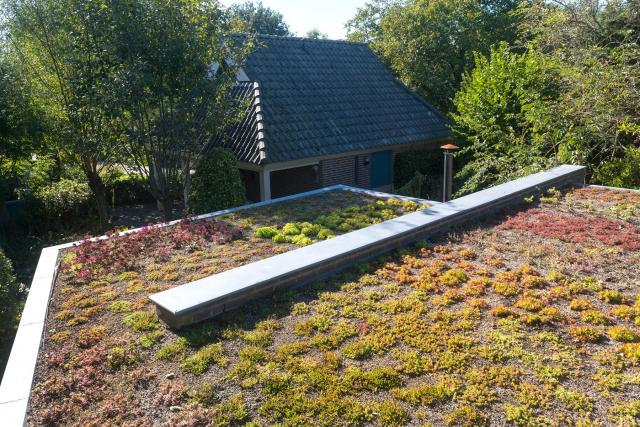 Een groen dak om regenwater af te koppelen