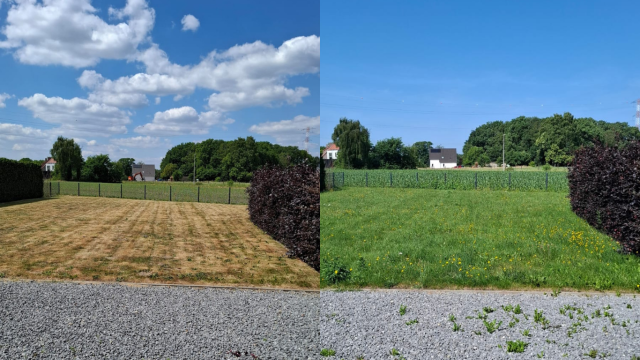Groen en geel gras