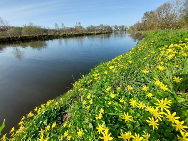 Speenkruid aan de oever van de Dommel