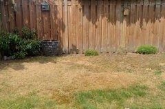 Vergeeld gazon in een tuin door droogte