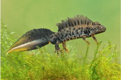 Kamsalamander