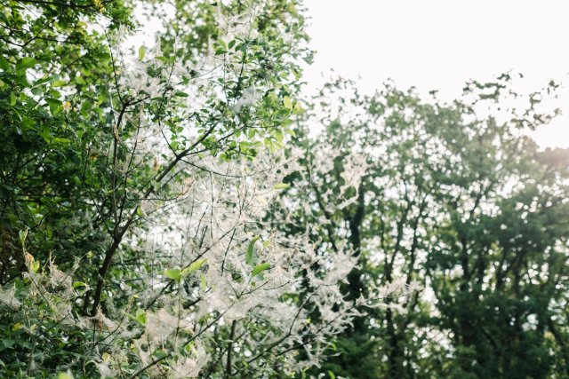 Duinrust bomen