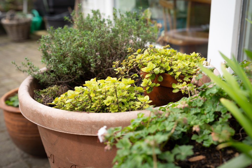 Pot met kruiden in de tuin