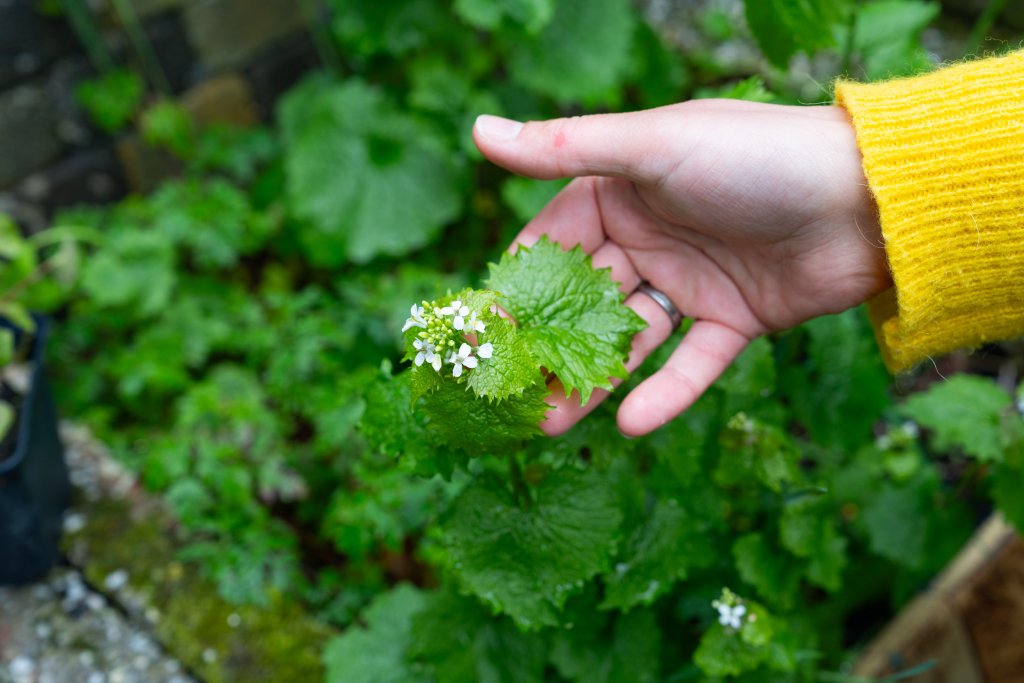 plantje uit de tuin van iris